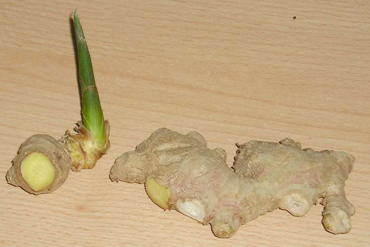 Ginger is one of the healthiest foods on our planet. Instead of buying expensive organic ginger, you can grow your own endless supply of ginger indoors.