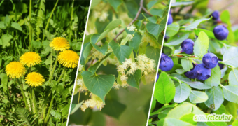 Besonders vitalstoffreiche Lebensmittel, die dir Kraft geben und aphrodisierend wirken müssen kein Vermögen kosten. Diese Superfoods sind sogar kostenlos!