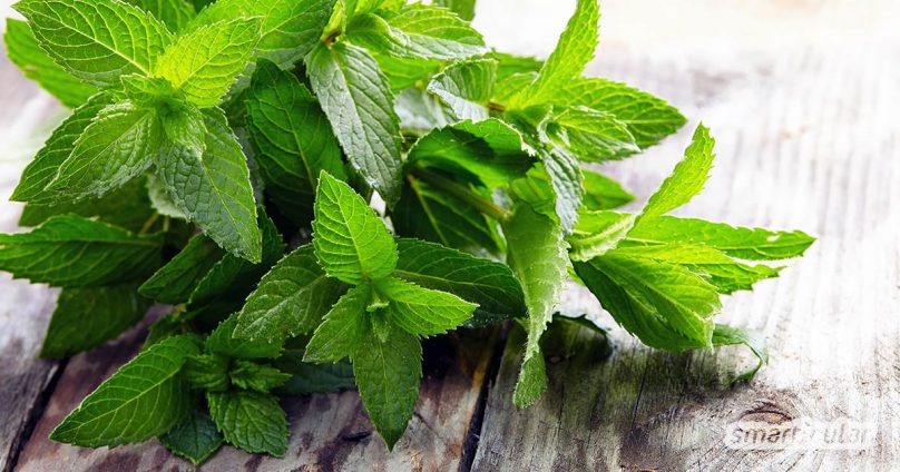 Pfefferminze schmeckt nicht nur in Kaugummi und Bonbon. Dieses Kraut ist unglaublich gesund und vielseitig. Die besten Anwendungen für deine Gesundheit hier
