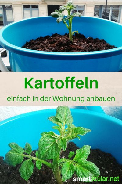 Kartoffeln sind nicht sehr anspruchsvoll und können sogar auf kleinstem Raum gedeihen. Mit dieser Anleitung züchtest du die Knollen sogar in der Wohnung.