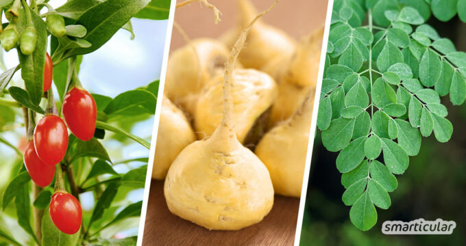 Superfoods wie Goji-Beeren, Chiasamen, Maca und Moringa kannst du selbst anbauen und ernten. Hier erfährst du, wie’s geht!