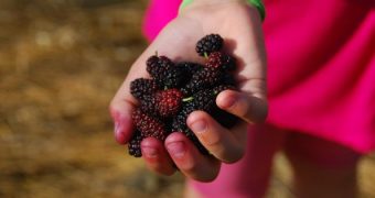 Auch wenn die Maulbeere heutzutage kaum noch bei uns angebaut wird, kannst du sie wildwachsend finden, ernten und für deine Gesundheit nutzen.