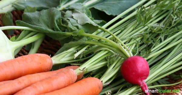 Bio-Gemüse ist etwas teurer, dafür ist es nicht nur gesünder, du kannst auch viel mehr davon nutzen! So zauberst du leckere Gerichte aus essbaren Blättern.