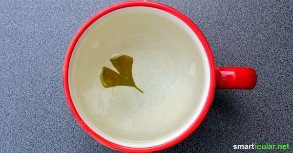 Ein Teeaufguss aus frischen oder getrockneten Ginkgo-Blättern steigert Konzentration und Leistungsfähigkeit. Mehr zu Rezept und Anwendung hier.
