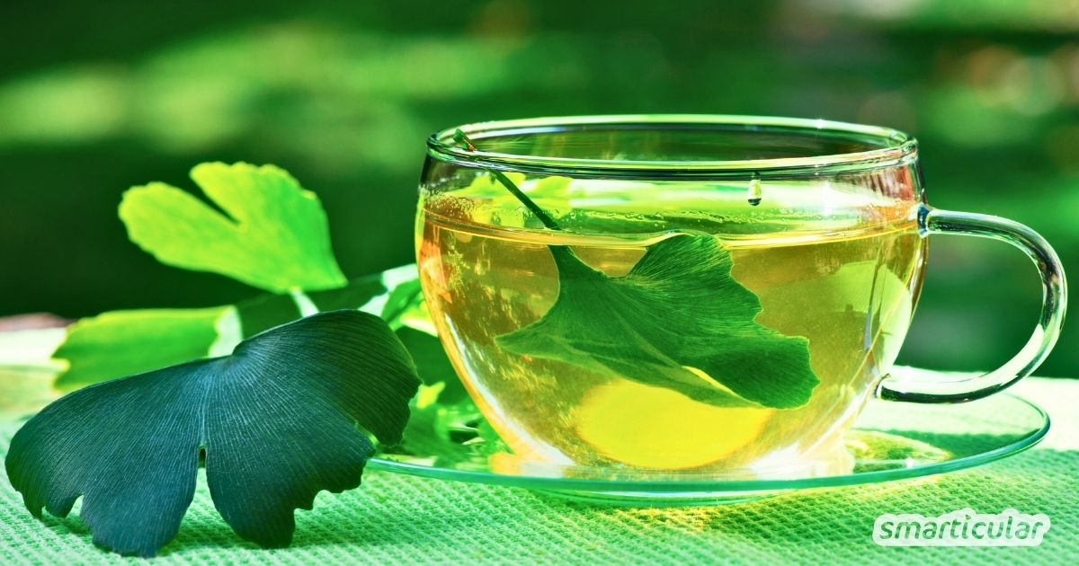 Ginkgo Tee selber machen: Erfahre alles über die richtige Zubereitung und die Wirkung des natürlichen Gedächtnis-Boosters.