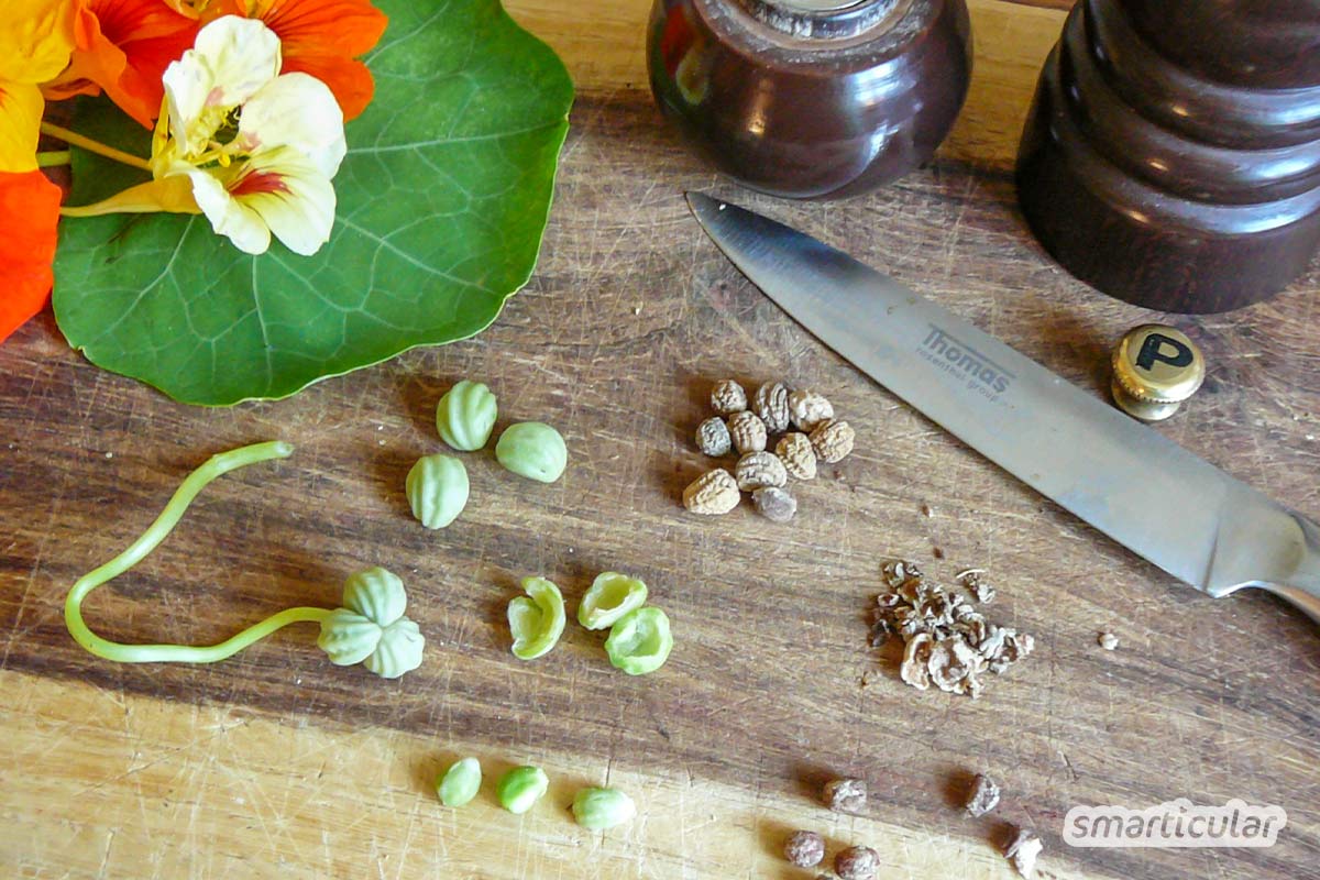 Ein pflegeleichtes Gartenwunder, welches du vielfältig in der Küche, im Garten, für Gesundheit und für gesundes Haarwachstum nutzen kannst