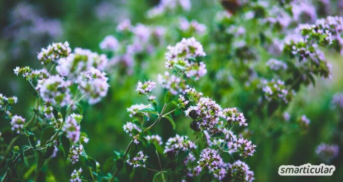 Oregano ist mehr als ein Pizzagewürz: Erfahre, wie das aromatische Kraut Gesundheit, Hautpflege und Haushalt bereichert.