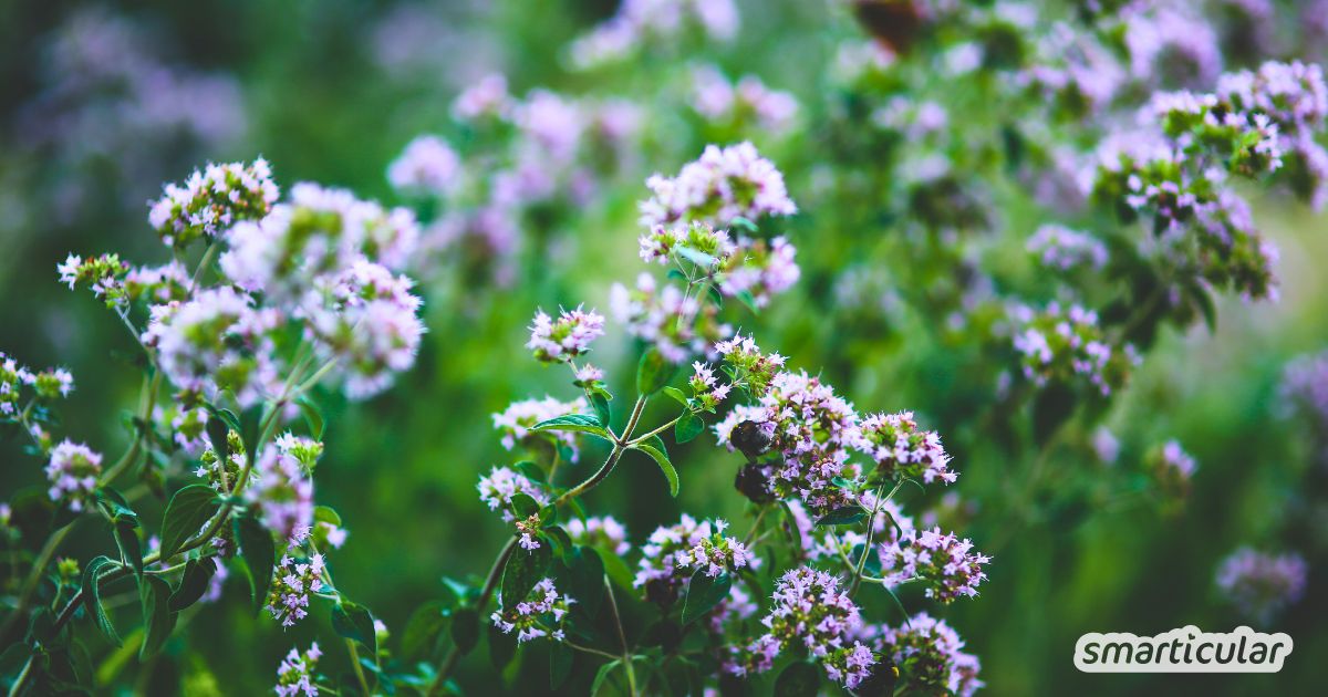 Oregano ist mehr als ein Pizzagewürz: Erfahre, wie das aromatische Kraut Gesundheit, Hautpflege und Haushalt bereichert.