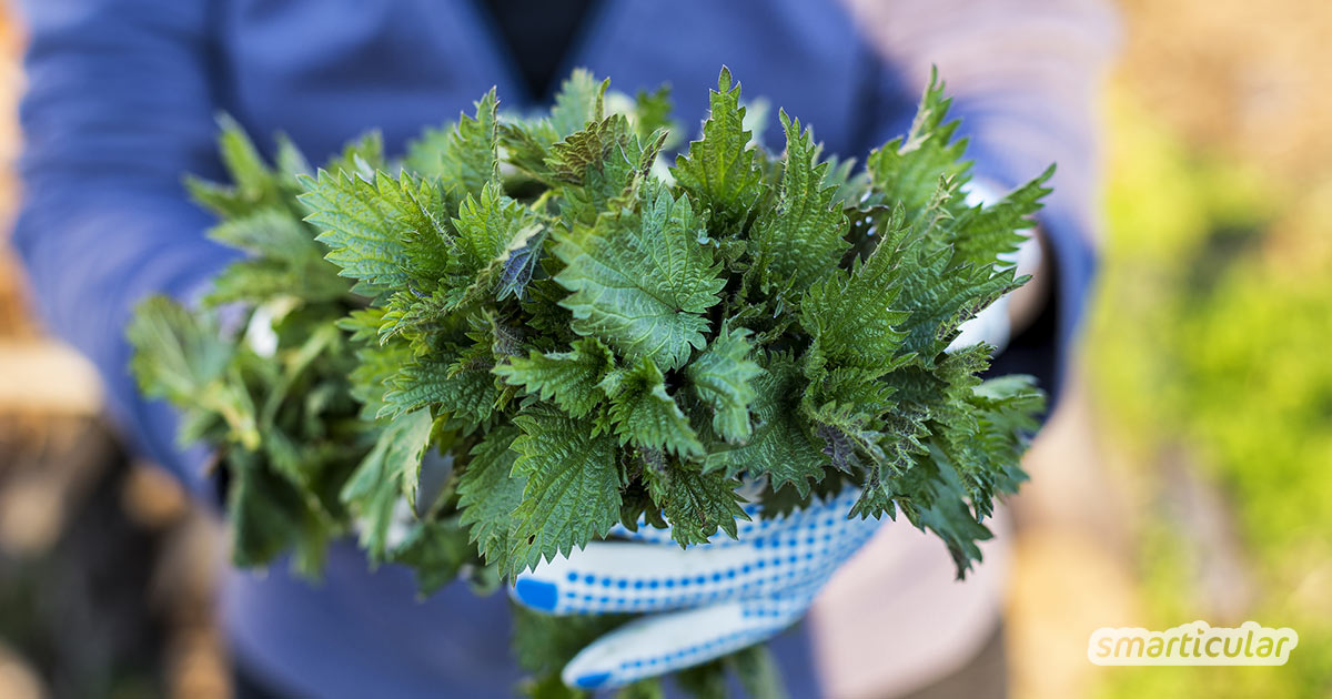 Manch einem ist sie ein Dorn im Auge, dabei ist die Brennnessel im Garten vielseitig nutzbar: Als Dünger, Pflanzenschutz, Mulch und mehr.