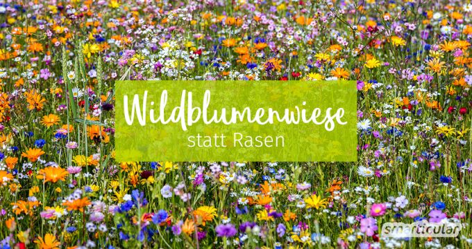 Der perfekte Rasen mag schön anzusehen sein, kostet aber viel Zeit und Energie. Dabei spricht viel dafür, eine kleine Ecke für wilde Blumen frei zu halten!