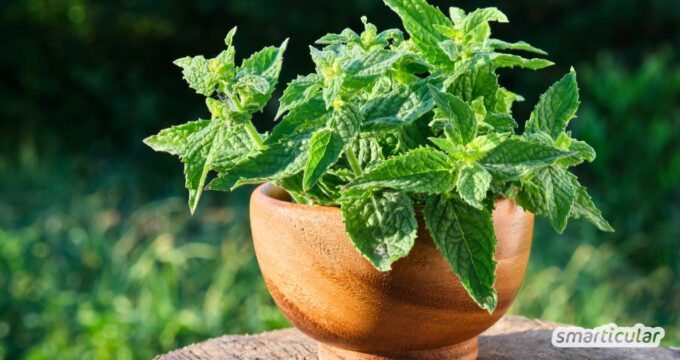 Zitronenmelisse beruhigt, fördert den Schlaf und verfeinert viele Gerichte. Entdecke ihre Wirkung, einfache Hausmittel und kreative Rezepte zum Selbermachen.