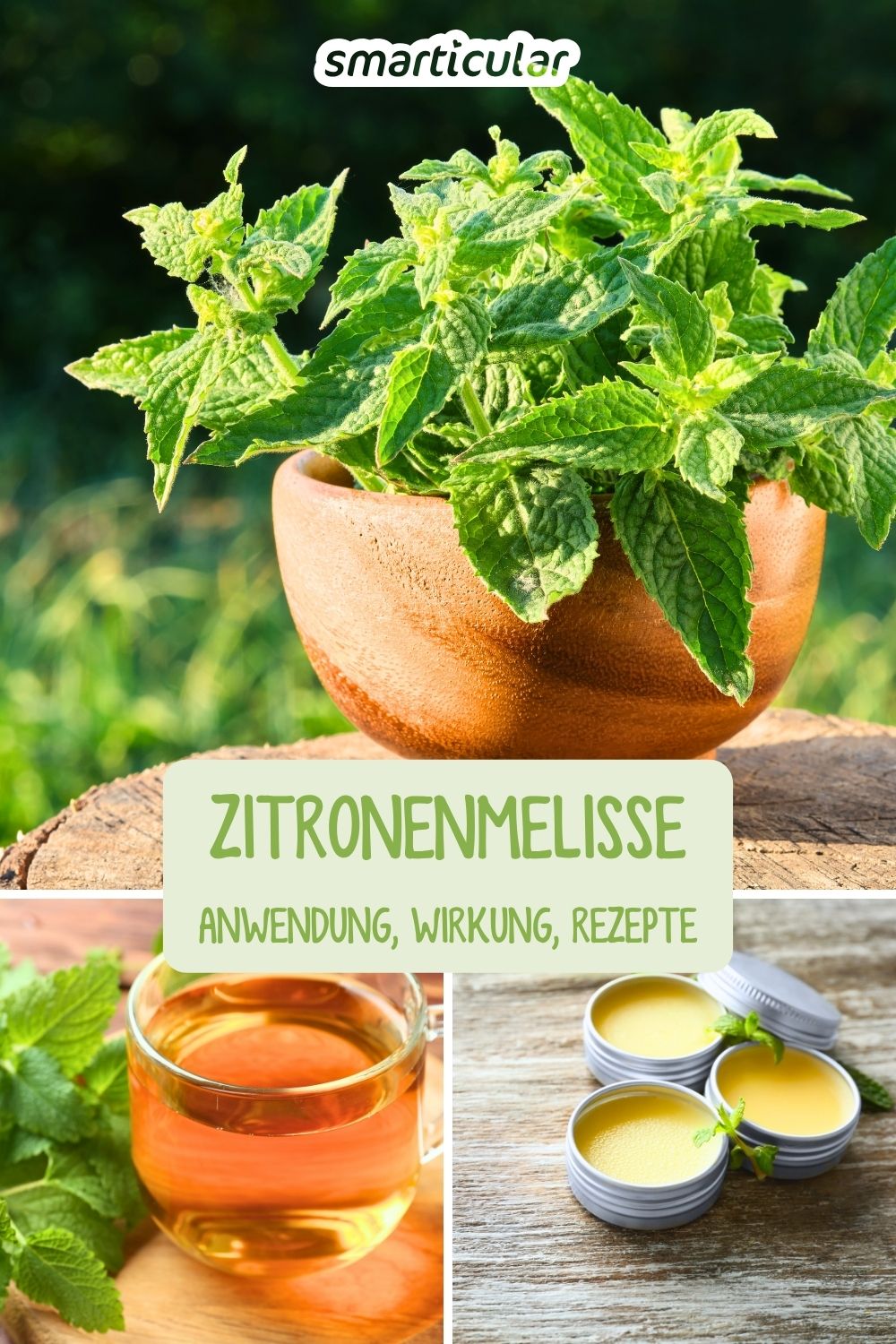 Zitronenmelisse beruhigt, fördert den Schlaf und verfeinert viele Gerichte. Entdecke ihre Wirkung, einfache Hausmittel und kreative Rezepte zum Selbermachen.