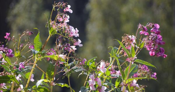 Häufig als Unkraut verschrien, ist das Himalaya-Springkraut in Wahrheit eine nützliche Pflanze, nicht nur für Bienen. So bereichert es deinen Speiseplan!
