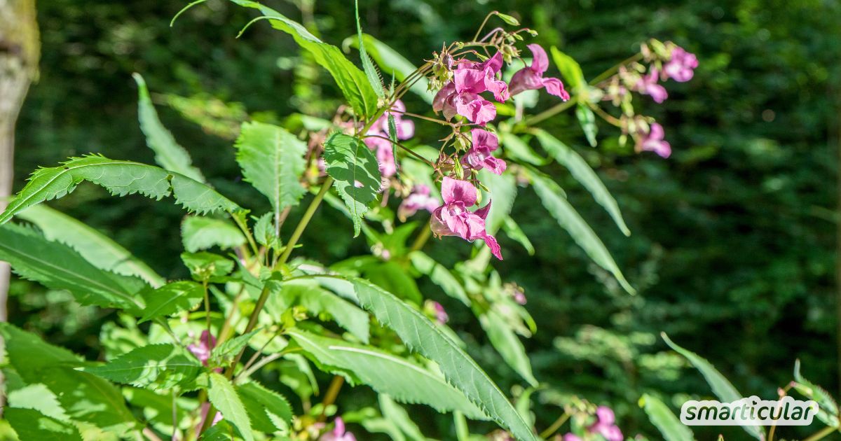 Drüsiges Springkraut ist als invasives Unkraut verschrien, kann aber auch deinen Speiseplan bereichern. Wie erfährst du hier!