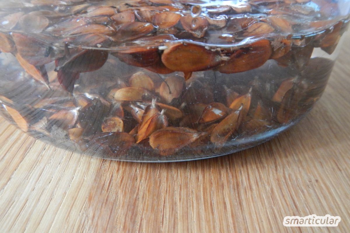 Eine große Schüssel Bucheckern mit Wasser füllen.