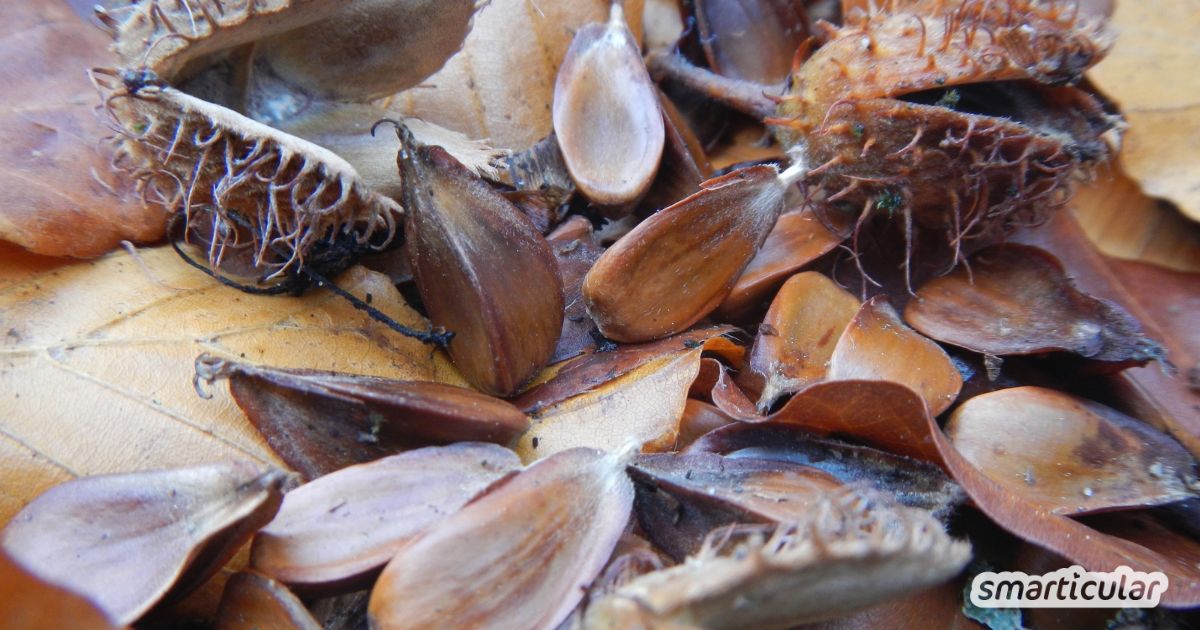 Bucheckern sind das heimische Superfood des Herbstes. Wie du sie mühelos schälst, durch Hitze bekömmlich machst und köstlich zubereitest.