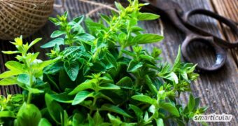 Majoran ist mehr als ein Gewürz: Erfahre alles über Wirkung, Hausmittel, Anwendungen und Rezepte - plus viele weitere Tipps für den Alltag!