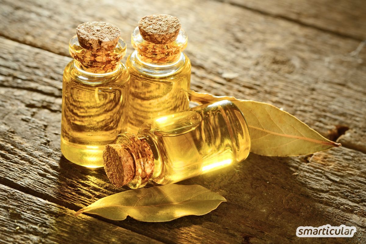 Lorbeer würzt nicht nur Suppen und Eintöpfe, sondern ist auch als traditionelle Heilpflanze beliebt. Erfahre, wie du echten Lorbeer in Küche, Hausmitteln und zur Vorratshaltung nutzen kannst.