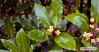 Lorbeer würzt nicht nur Suppen und Eintöpfe, sondern ist auch als traditionelle Heilpflanze beliebt. Erfahre, wie du echten Lorbeer in Küche, Hausmitteln und zur Vorratshaltung nutzen kannst.