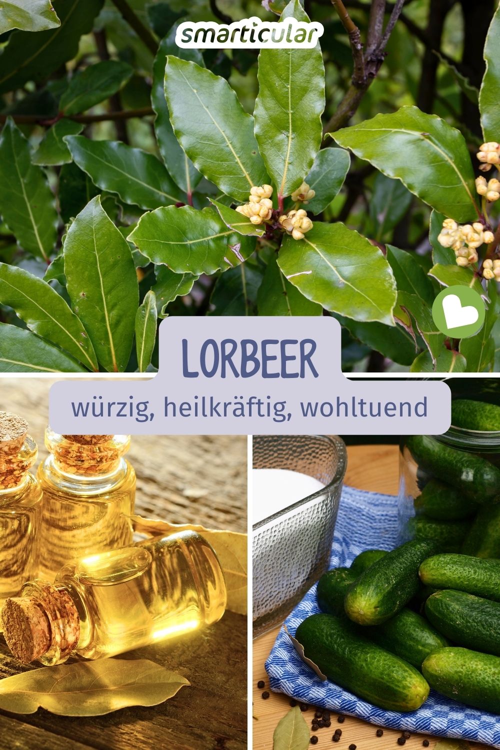 Lorbeer würzt nicht nur Suppen und Eintöpfe, sondern ist auch als traditionelle Heilpflanze beliebt. Erfahre, wie du echten Lorbeer in Küche, Hausmitteln und zur Vorratshaltung nutzen kannst.