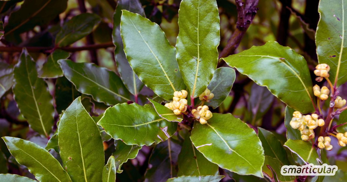 Lorbeer würzt nicht nur Suppen und Eintöpfe, sondern ist auch als traditionelle Heilpflanze beliebt. Erfahre, wie du echten Lorbeer in Küche, Hausmitteln und zur Vorratshaltung nutzen kannst.