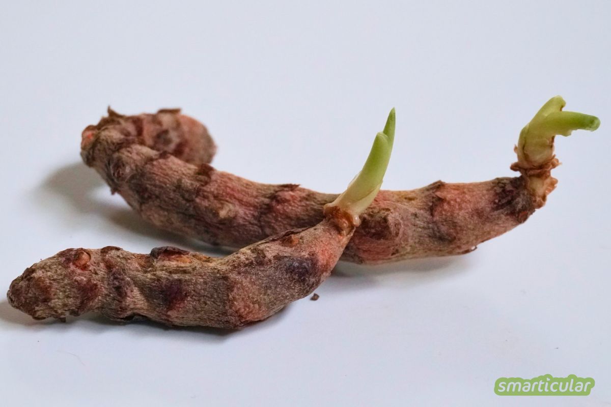 Gekeimte Kurkumaknolle