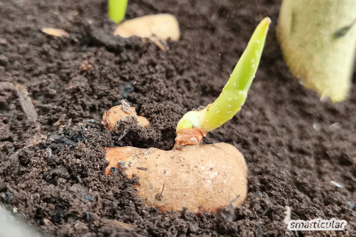 Kurkumaknolle mit Trieb nach oben in Erde