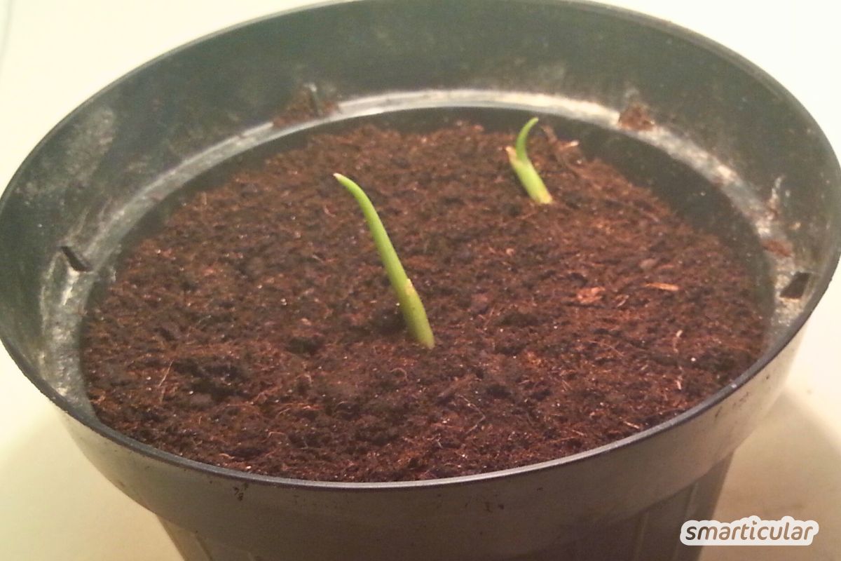 Wachsender Kurkuma-Trieb