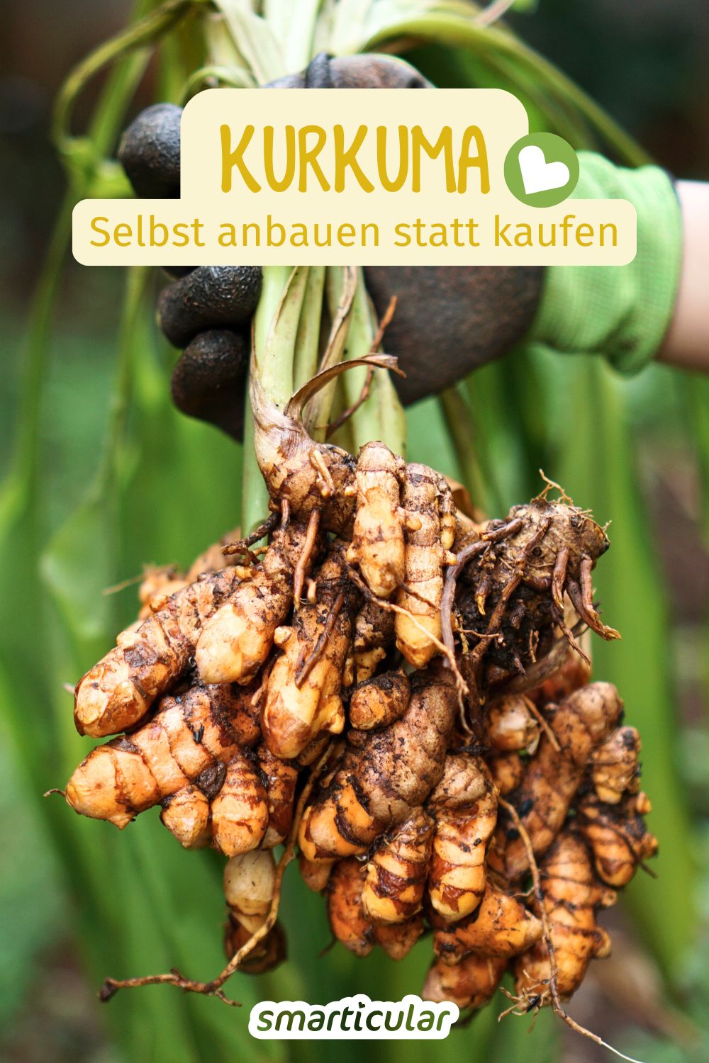 Statt die Knollen teuer zu kaufen, kannst du zuhause dein eigenes Kurkuma anbauen - erfahre hier, wie leicht der Anbau funktioniert.