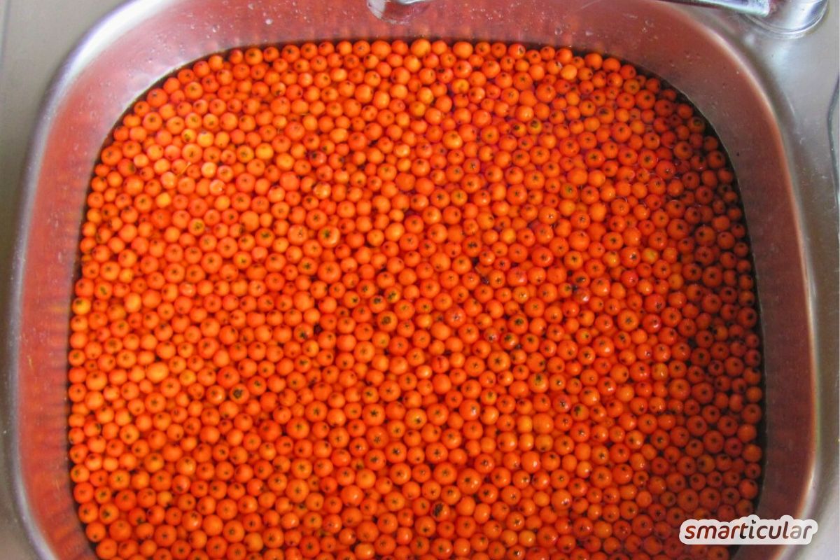 vogelbeeren-kandieren-2 Mit diesem Rezept für kandierte Vogelbeeren kannst du aus den Wildfrüchten eine süß-säuerliche Nascherei herstellen - orignell und lecker!