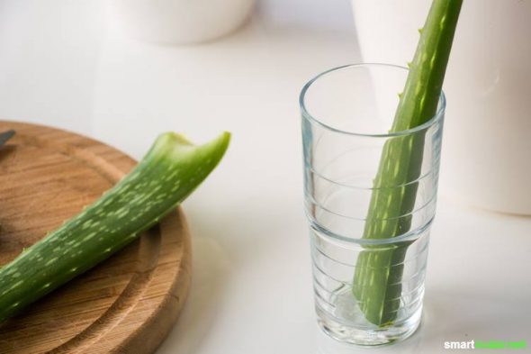 Aloe vera richtig pflegen, damit du immer frisches Gel hast