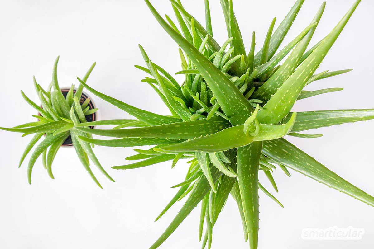 Aloe vera Gel kann viele Hautpflegeprodukte ersetzen. Die ergiebige und pflegeleichte Pflanze lässt sich auch ohne Grünen Daumen ganz einfach selbst züchten.