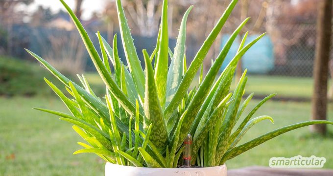 Aloe vera Gel kann viele Hautpflegeprodukte ersetzen. Die ergiebige und pflegeleichte Pflanze lässt sich auch ohne Grünen Daumen ganz einfach selbst züchten.