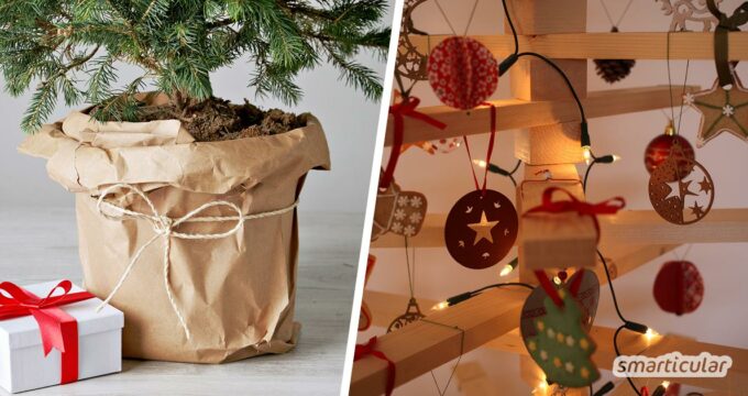 Nein danke zu Pestiziden im Wohnzimmer! Mit diesen Tipps findest du den nachhaltigen Weihnachtsbaum, der am besten zu dir passt.