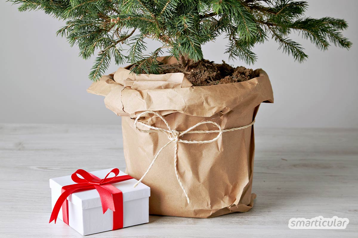 Nein danke zu Pestiziden im Wohnzimmer! Mit diesen Tipps findest du den nachhaltigen Weihnachtsbaum, der am besten zu dir passt.