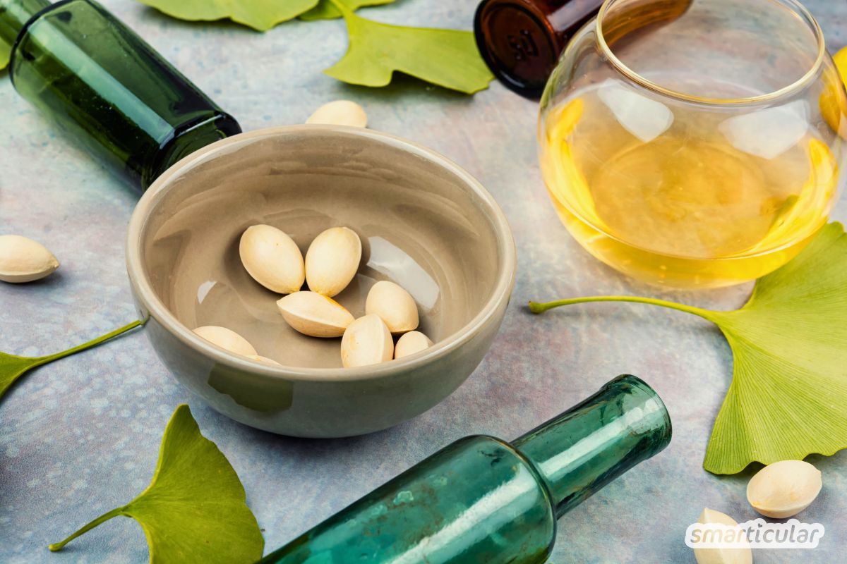 Ginkgo nutzen: Erfahre mehr über Wirkung, Tee aus Ginkgo-Blättern, Studien zu Nerven- und Gefäßschutz sowie Tipps zum Anbauen.