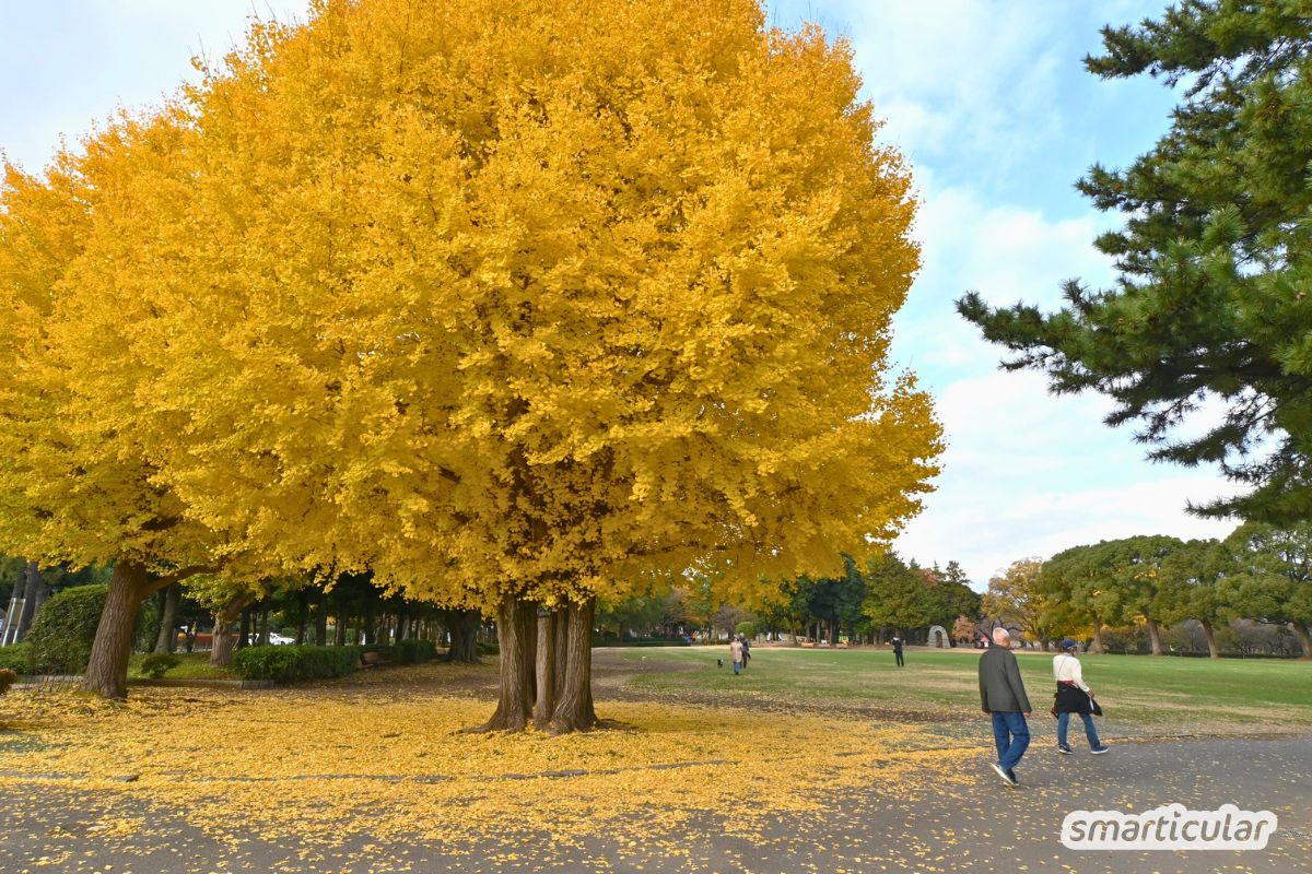 Ginkgo nutzen: Erfahre mehr über Wirkung, Tee aus Ginkgo-Blättern, Studien zu Nerven- und Gefäßschutz sowie Tipps zum Anbauen.