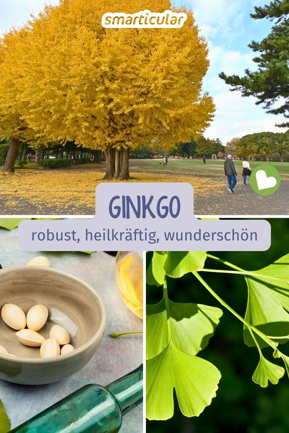 Ginkgo nutzen: Erfahre mehr über Wirkung, Tee aus Ginkgo-Blättern, Studien zu Nerven- und Gefäßschutz sowie Tipps zum Anbauen.