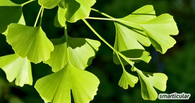 Ginkgo nutzen: Erfahre mehr über Wirkung, Tee aus Ginkgo-Blättern, Studien zu Nerven- und Gefäßschutz sowie Tipps zum Anbauen.