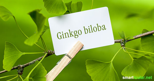 Der Ginkgo-Baum ist ein Baum mit Zukunft, denn er lässt sich als Heilpflanze, Nahrungsmittel und sogar zur Luftverbesserung nutzen.