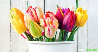 Lange Freude an Blumengeschenken: Mit diesen Tipps kannst du die Lebensdauer von Schnittblumen steigern und ein natürliches Frischhaltemittel herstellen.