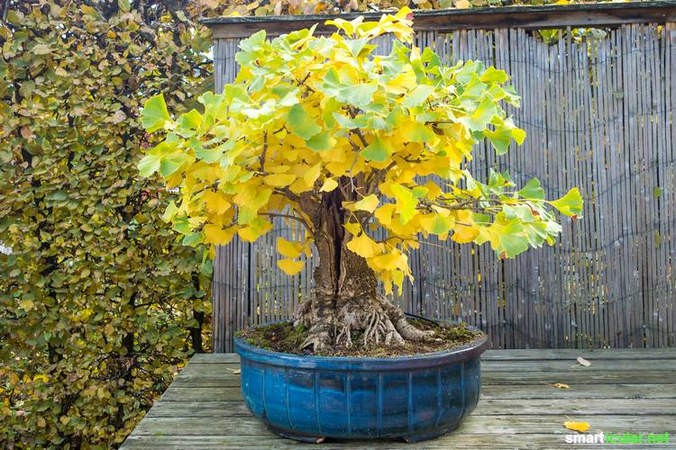 Der Ginkgo-Baum ist ein Baum mit Zukunft, denn er lässt sich als Heilpflanze, Nahrungsmittel und sogar zur Luftverbesserung nutzen.