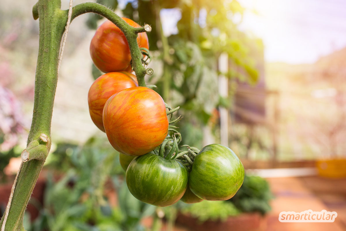 Obst und Gemüse vom Balkon - mit diesen Tipps kannst du auch einen kleinen Balkon in ein Selbstversorger-Paradies verwandeln.