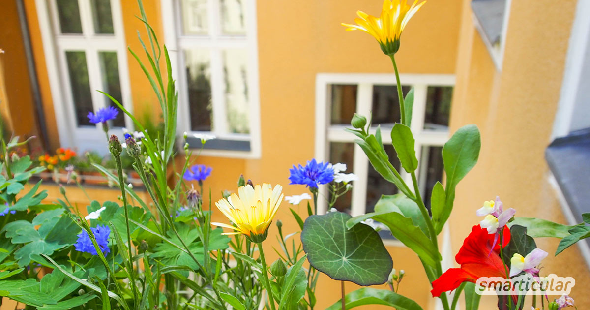 Essbare Blumen und Blüten wie Rosen, Lavendel und Kapuzinerkresse sehen auf dem Balkon nicht nur schön aus, sondern bereichern auch deinen Speiseplan!