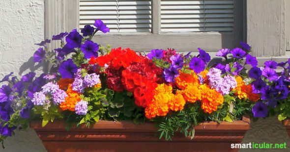 Der Platz auf dem Balkon ist begrenzt aber diese Blumen sehen nicht nur schön aus, sondern bereichern auch noch deinen Speiseplan!