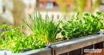 Dein Balkon ist klein, schattig oder gen Norden ausgerichtet? Kein Grund zu verzweifeln - mit diesen Tipps verwandelst du ihn in einen bunten Kräutergarten!