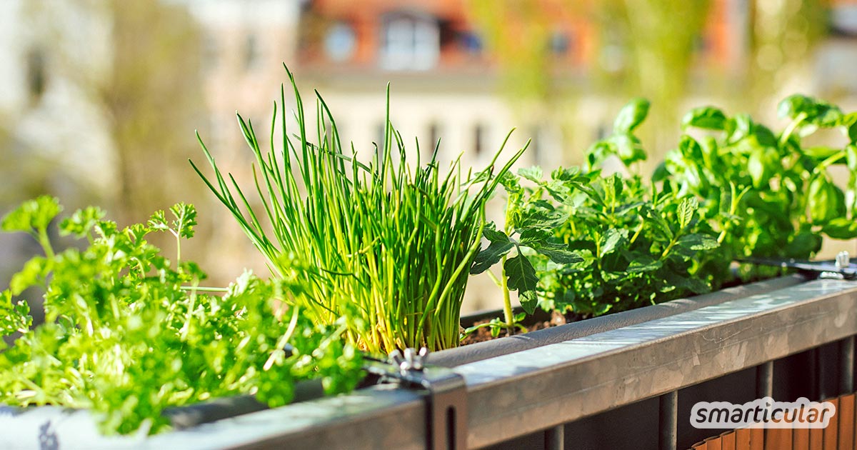 Dein Balkon ist klein, schattig oder gen Norden ausgerichtet? Kein Grund zu verzweifeln - mit diesen Tipps verwandelst du ihn in einen bunten Kräutergarten!