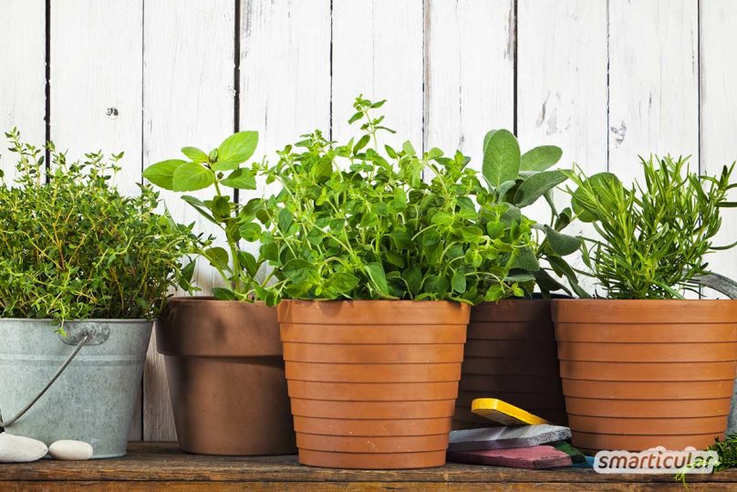 Dein Balkon ist klein, schattig oder gen Norden ausgerichtet? Kein Grund zu verzweifeln - mit diesen Tipps verwandelst du ihn in einen bunten Kräutergarten!