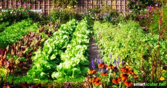 Mit den richtigen Pflanz-Kombinationen kannst du Schädlinge im Garten auf natürliche Weise fernhalten - ganz ohne chemische Hilfsmittel.