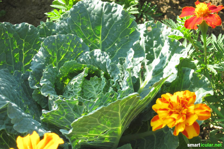 Mit den richtigen Pflanz-Kombinationen kannst du Schädlinge im Garten auf natürliche Weise fernhalten - ganz ohne chemische Hilfsmittel.